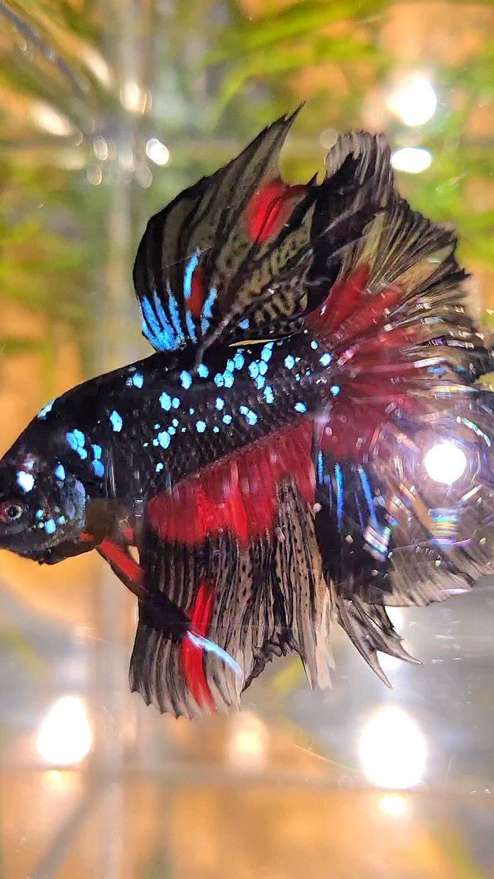 HALFMOON ROSETAIL BLACK GALAXY BLUE AVATAR RED PATTERN BETTA FISH