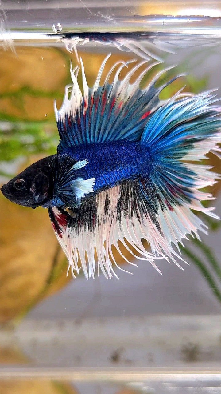 LUXURY CROWNTAIL DOUBLE TAIL DUMBO EAR BLUE BUTTERFLY BETTA FISH