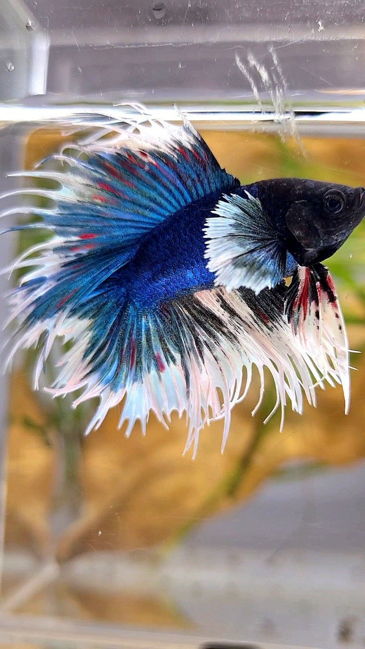 LUXURY CROWNTAIL DOUBLE TAIL DUMBO EAR BLUE BUTTERFLY BETTA FISH