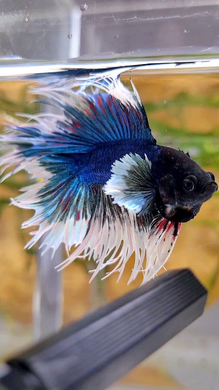 LUXURY CROWNTAIL DOUBLE TAIL DUMBO EAR BLUE BUTTERFLY BETTA FISH