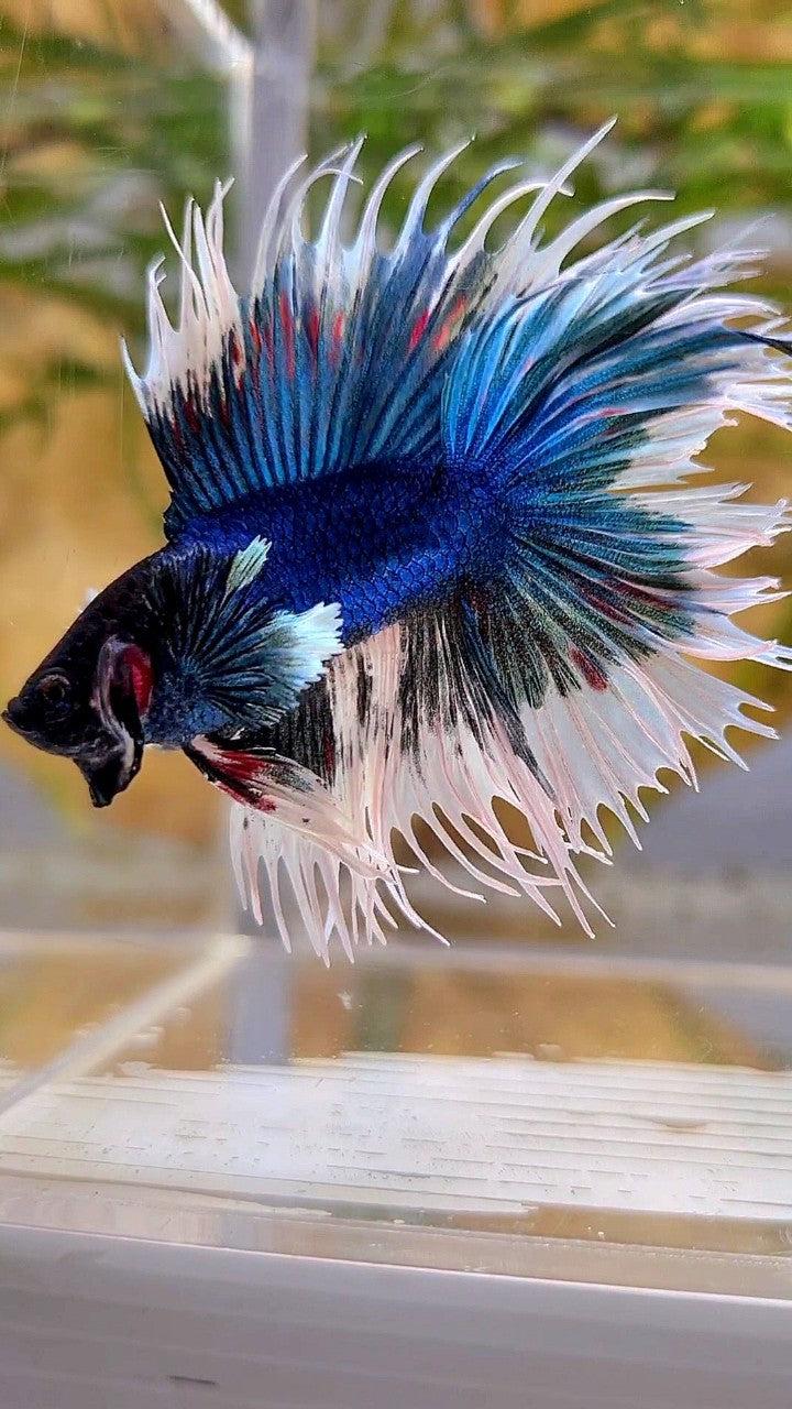 LUXURY CROWNTAIL DOUBLE TAIL DUMBO EAR BLUE BUTTERFLY BETTA FISH