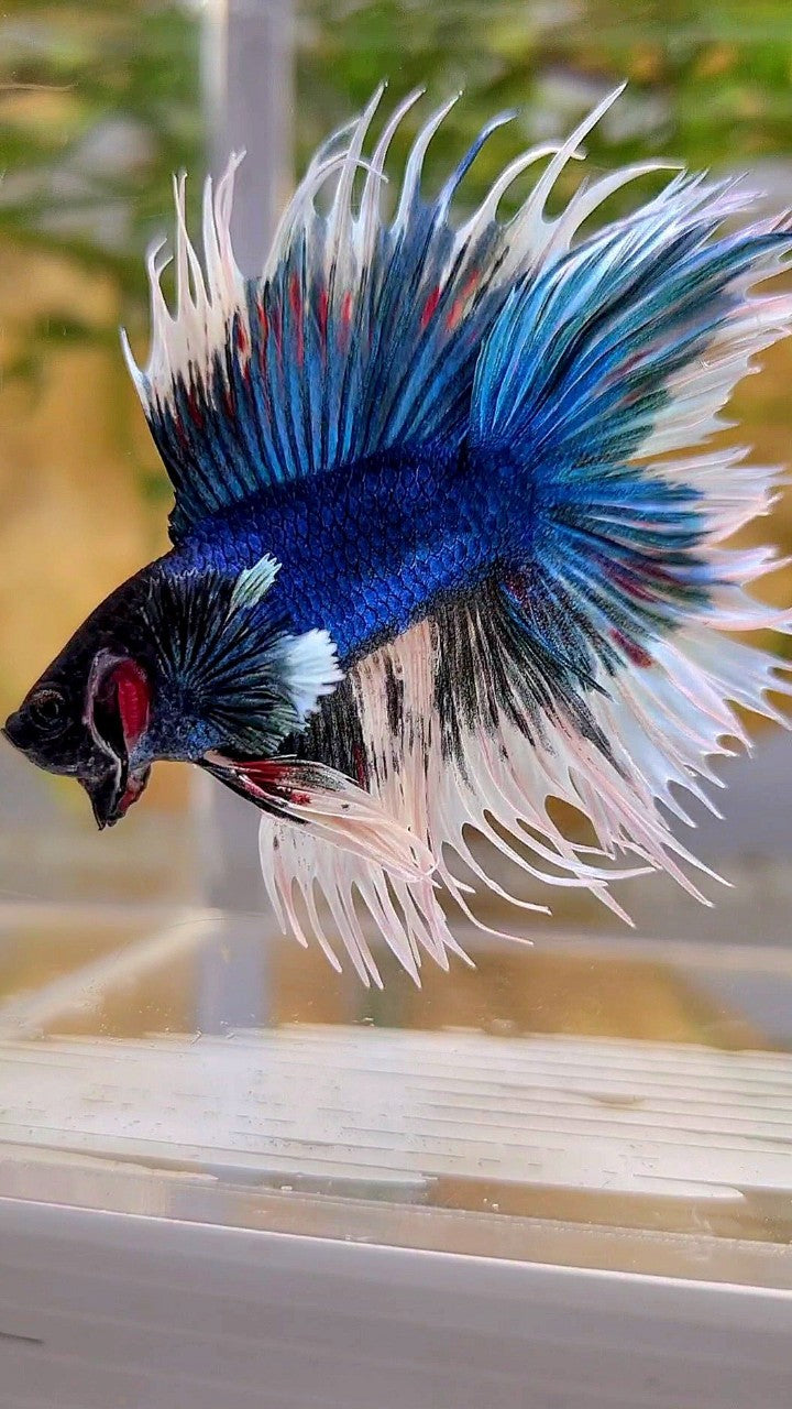 LUXURY CROWNTAIL DOUBLE TAIL DUMBO EAR BLUE BUTTERFLY BETTA FISH