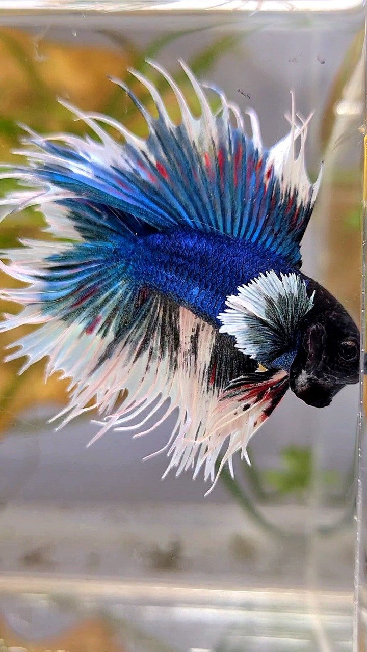 LUXURY CROWNTAIL DOUBLE TAIL DUMBO EAR BLUE BUTTERFLY BETTA FISH