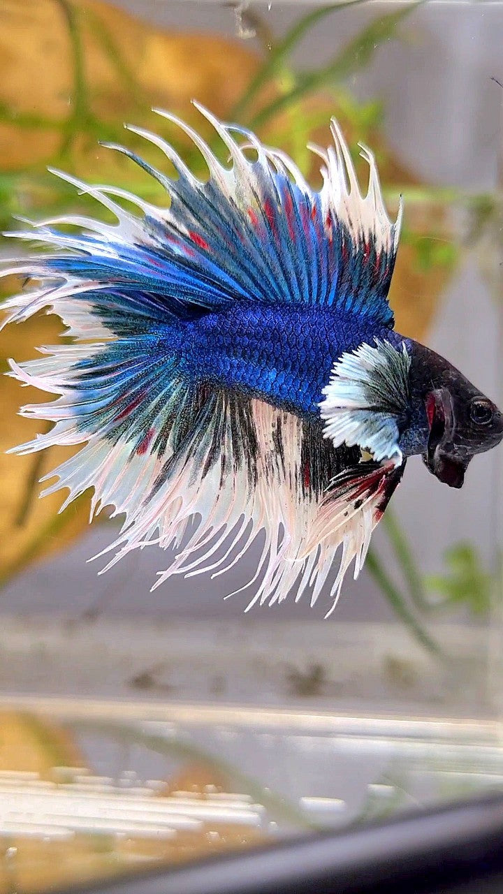 LUXURY CROWNTAIL DOUBLE TAIL DUMBO EAR BLUE BUTTERFLY BETTA FISH