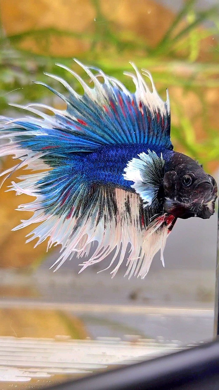 LUXURY CROWNTAIL DOUBLE TAIL DUMBO EAR BLUE BUTTERFLY BETTA FISH