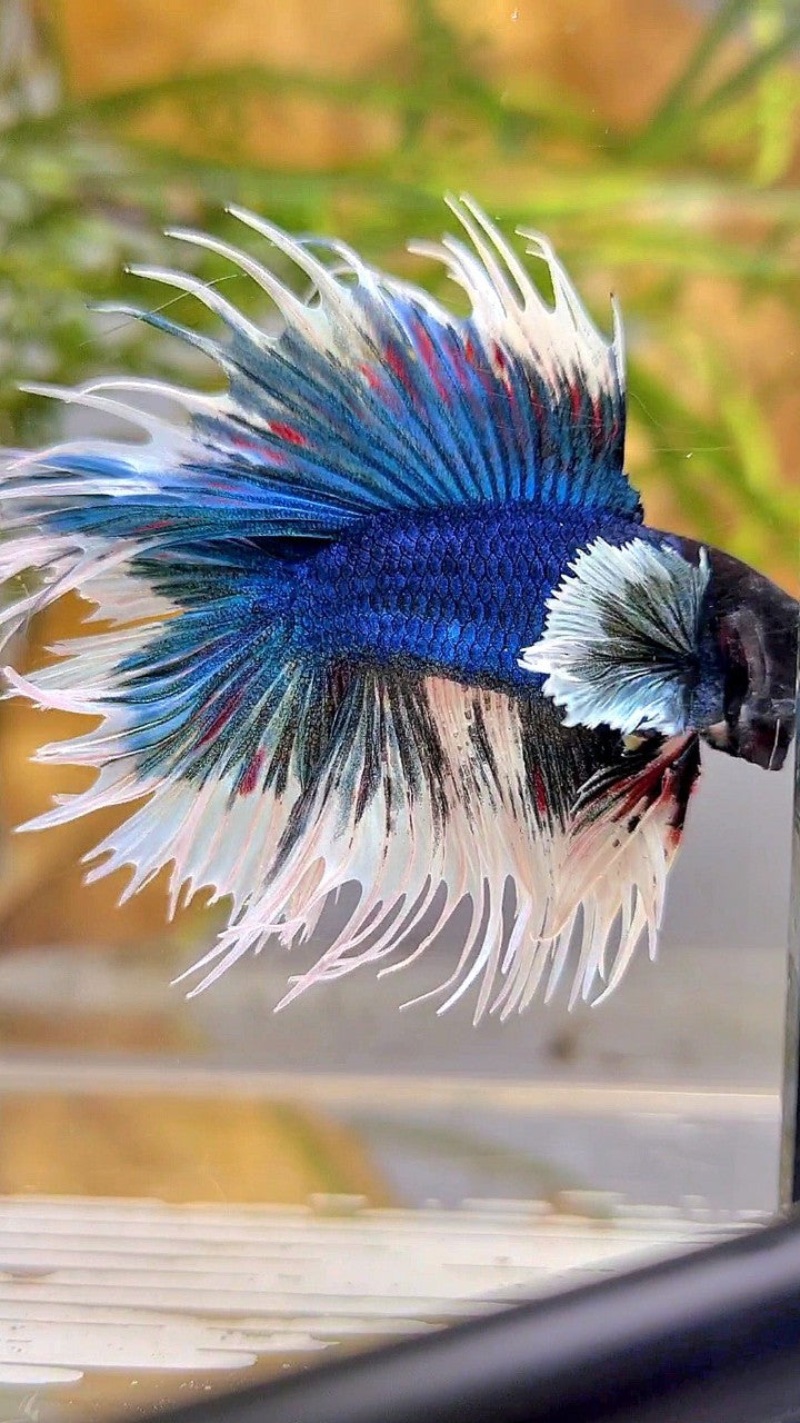 LUXURY CROWNTAIL DOUBLE TAIL DUMBO EAR BLUE BUTTERFLY BETTA FISH