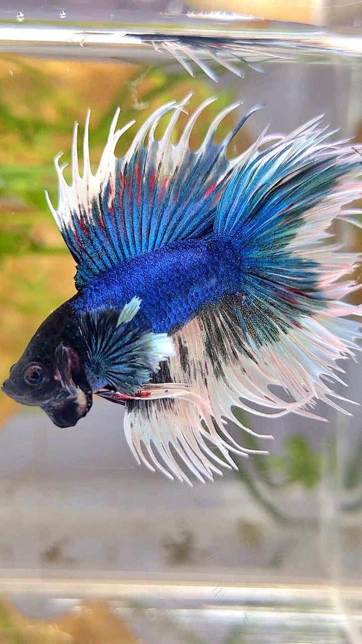 LUXURY CROWNTAIL DOUBLE TAIL DUMBO EAR BLUE BUTTERFLY BETTA FISH