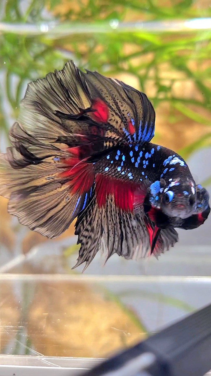 HALFMOON ROSETAIL BLACK GALAXY BLUE AVATAR RED PATTERN BETTA FISH