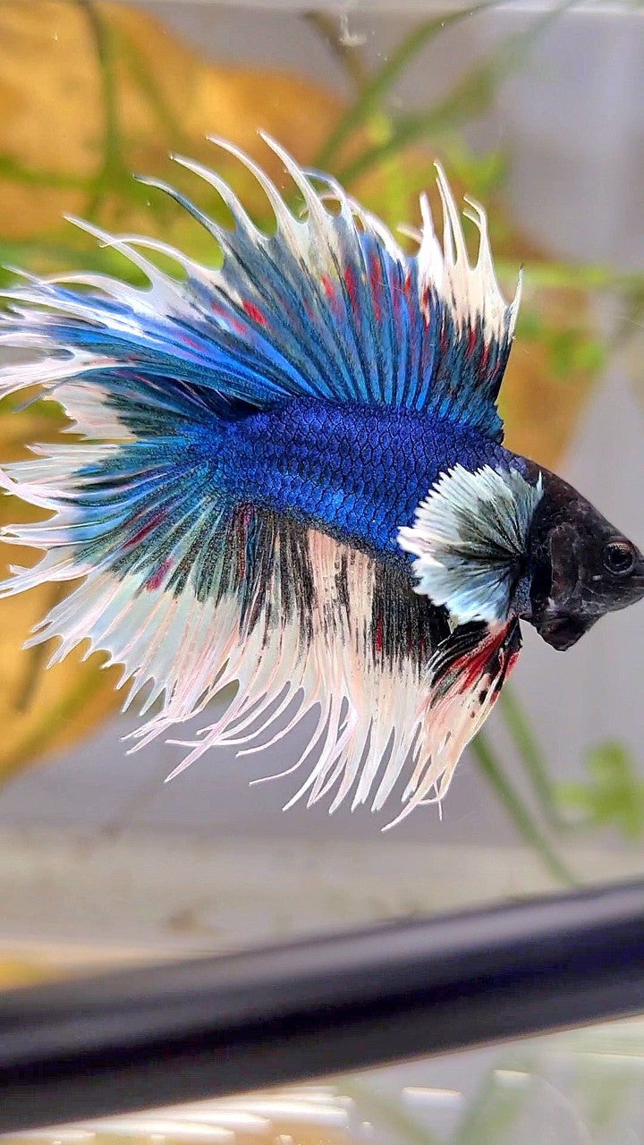 LUXURY CROWNTAIL DOUBLE TAIL DUMBO EAR BLUE BUTTERFLY BETTA FISH