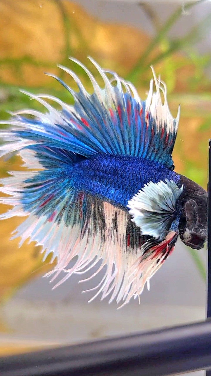 LUXURY CROWNTAIL DOUBLE TAIL DUMBO EAR BLUE BUTTERFLY BETTA FISH