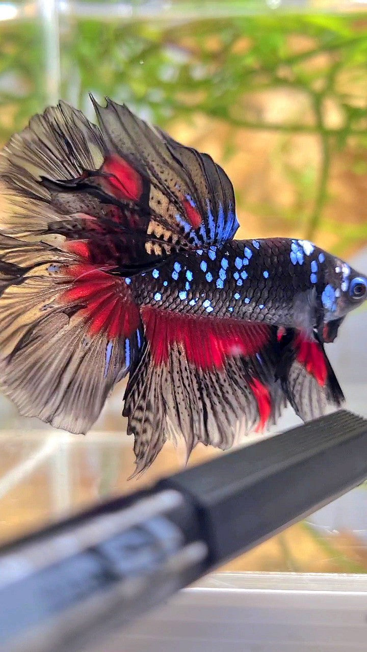 HALFMOON ROSETAIL BLACK GALAXY BLUE AVATAR RED PATTERN BETTA FISH