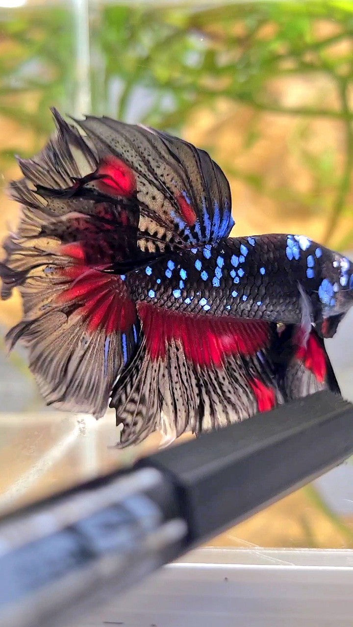 HALFMOON ROSETAIL BLACK GALAXY BLUE AVATAR RED PATTERN BETTA FISH