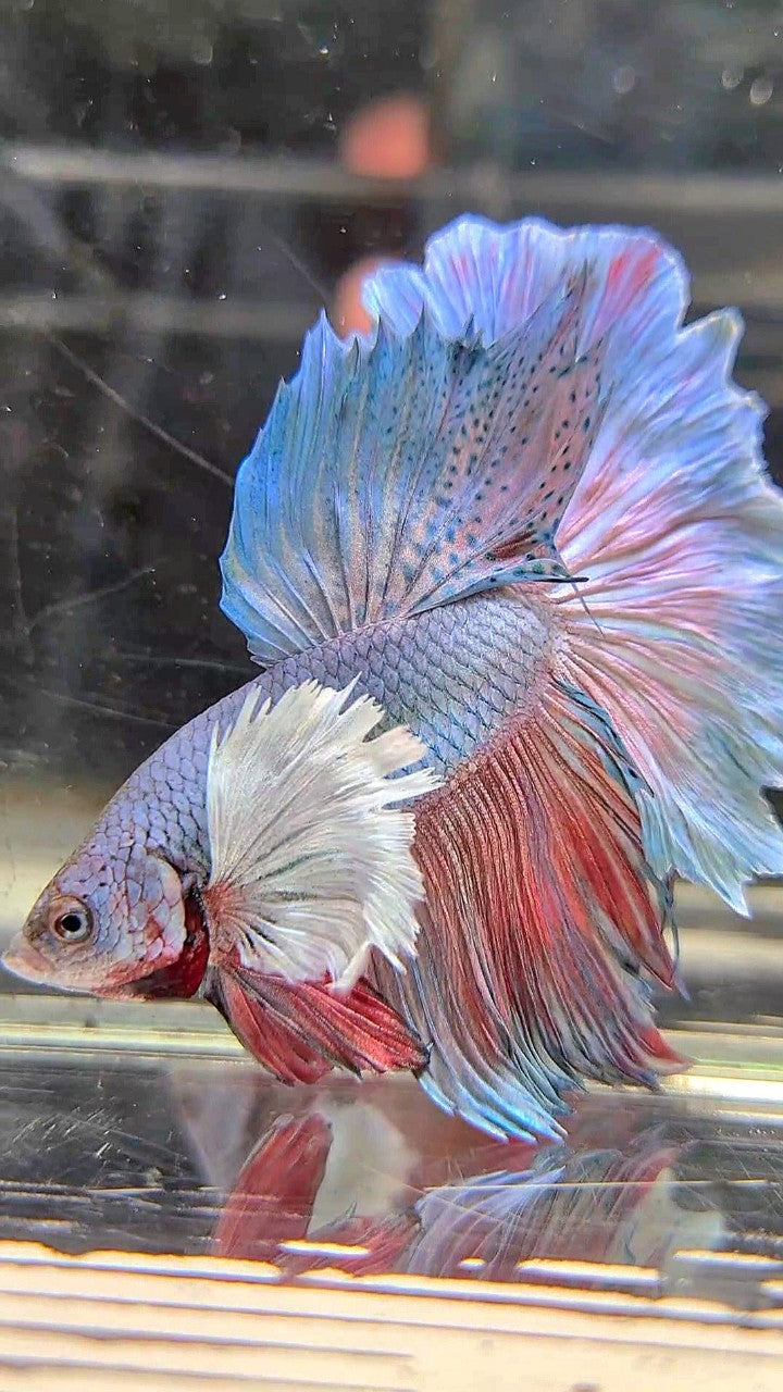 HALFMOON DUMBO EAR ROSETAIL BLUE BETTA FISH