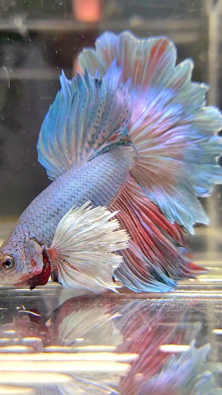 HALFMOON DUMBO EAR ROSETAIL BLUE BETTA FISH