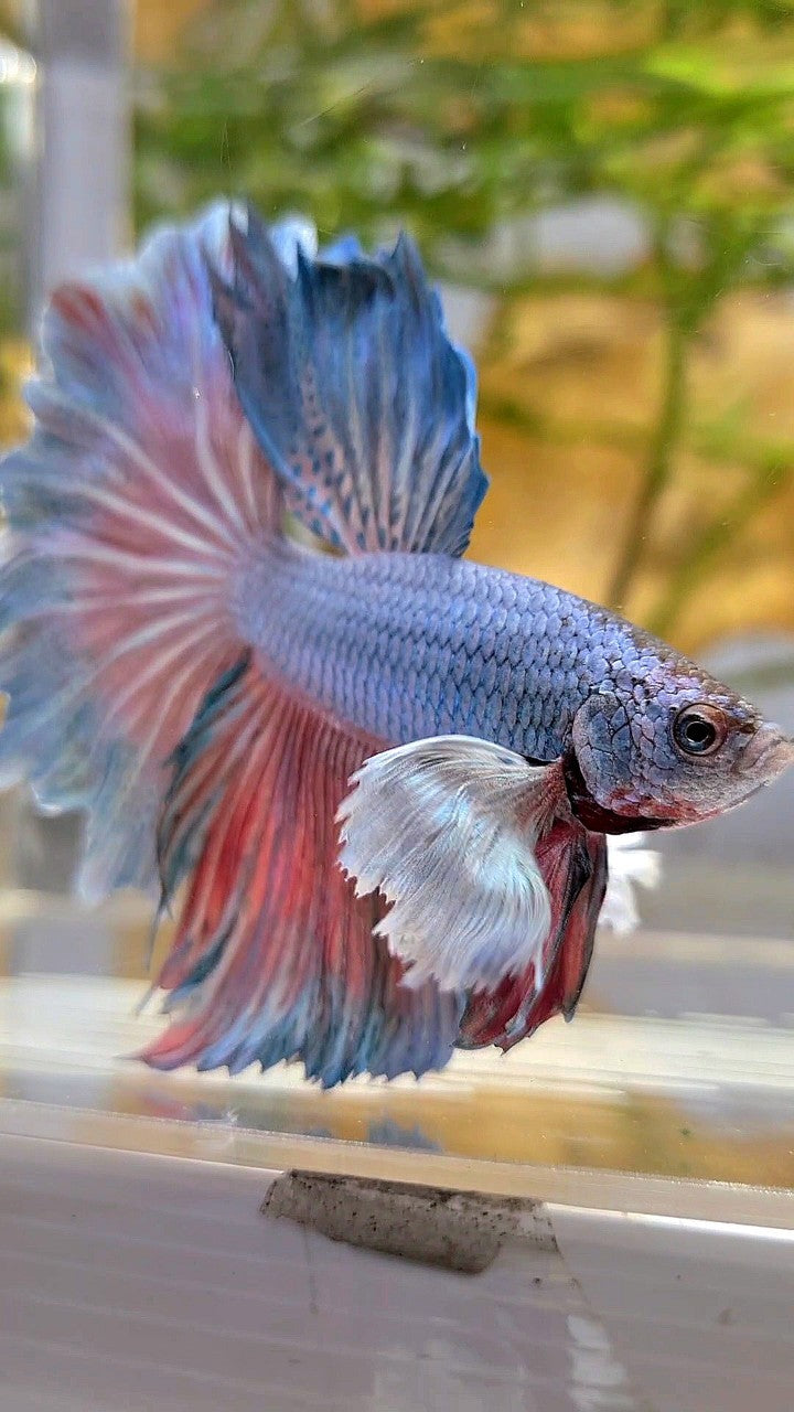 HALFMOON DUMBO EAR ROSETAIL BLUE BETTA FISH