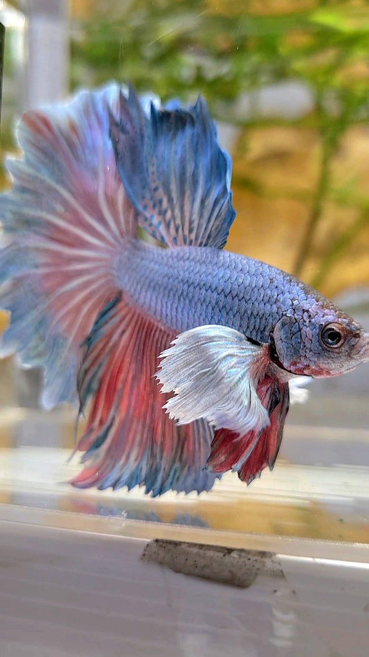 HALFMOON DUMBO EAR ROSETAIL BLUE BETTA FISH