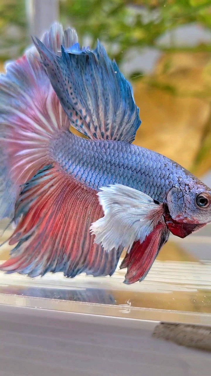 HALFMOON DUMBO EAR ROSETAIL BLUE BETTA FISH