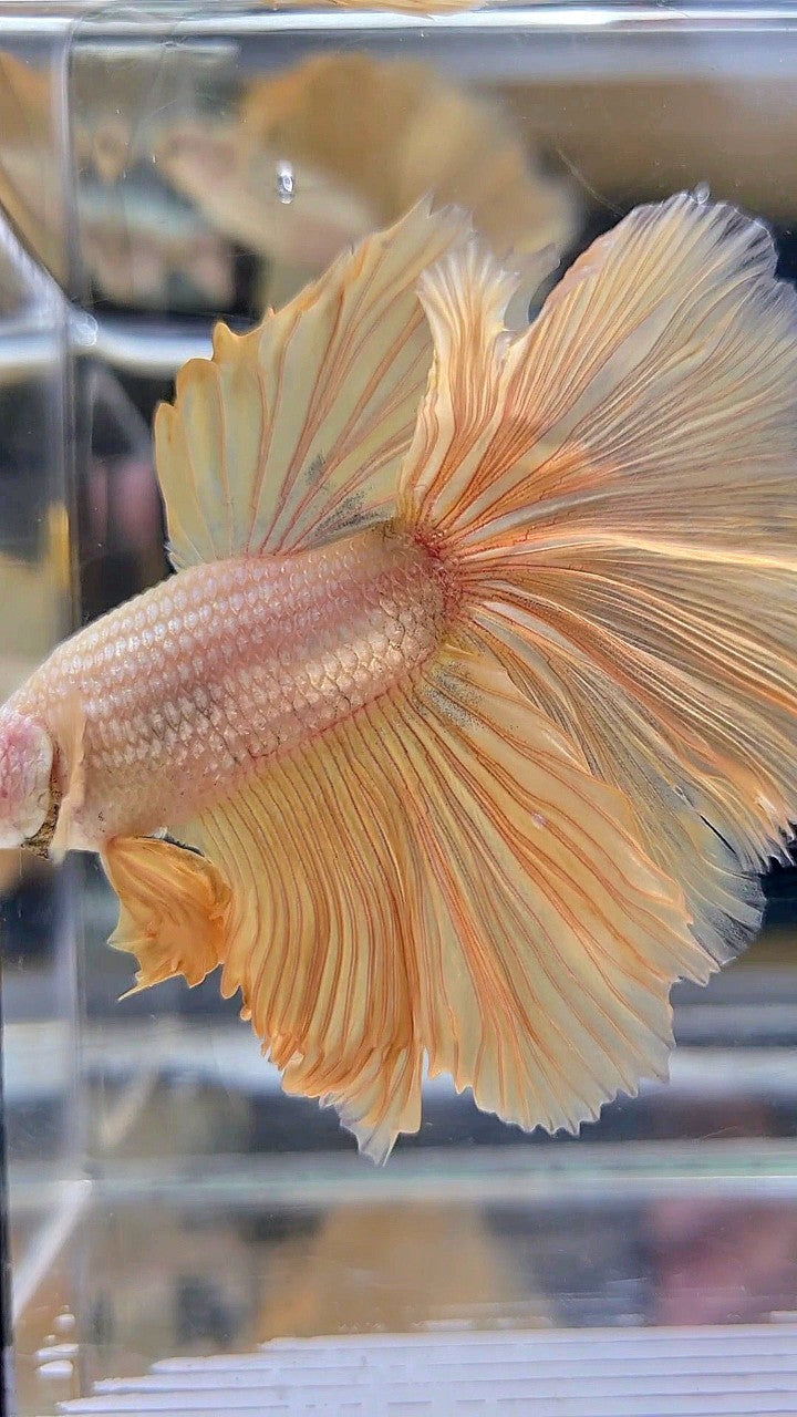 XL HALFMOON ROSETAIL GOLD DRAGON YELLOW BETTA FISH