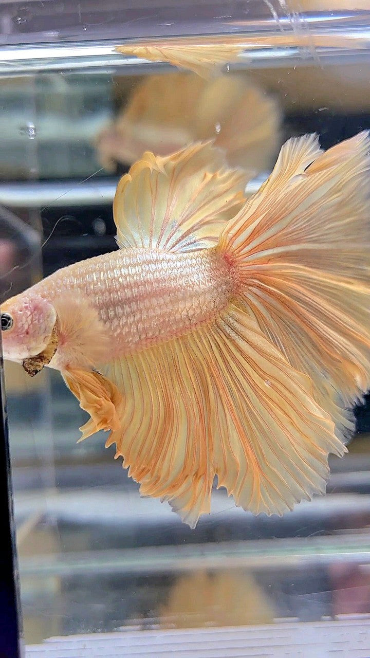 XL HALFMOON ROSETAIL GOLD DRAGON YELLOW BETTA FISH