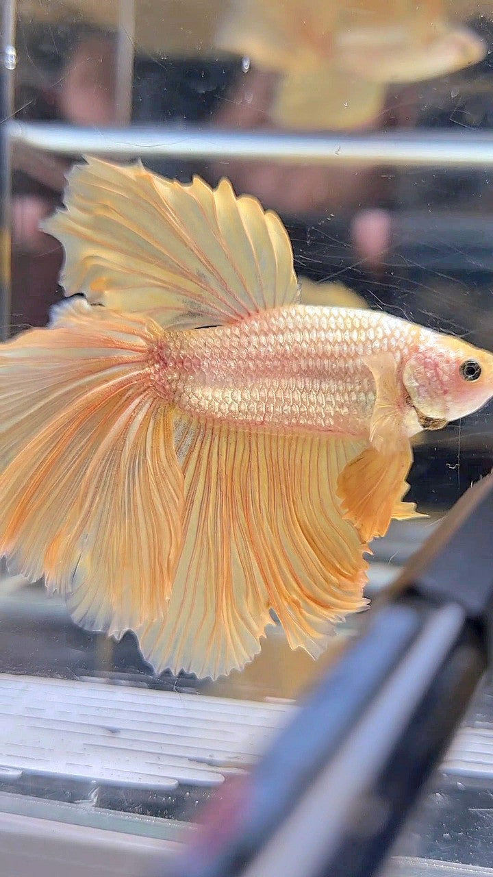 XL HALFMOON ROSETAIL GOLD DRAGON YELLOW BETTA FISH