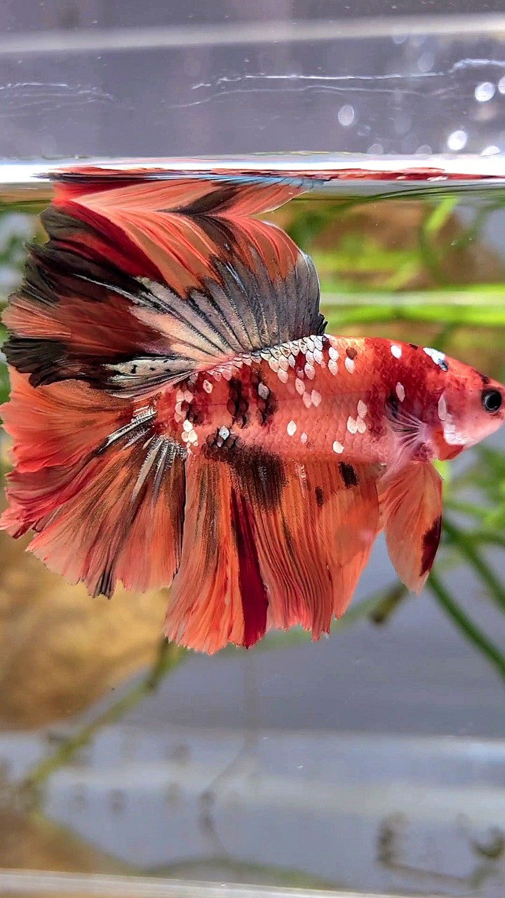 HALFMOON DOUBLE TAIL ORANGE GALAXY COPPER NEMO MULTICOLOR BETTA FISH