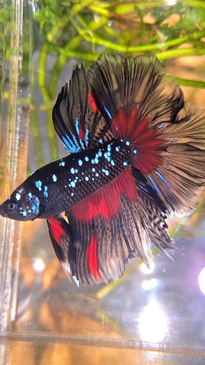 HALFMOON ROSETAIL BLACK GALAXY BLUE AVATAR RED PATTERN BETTA FISH