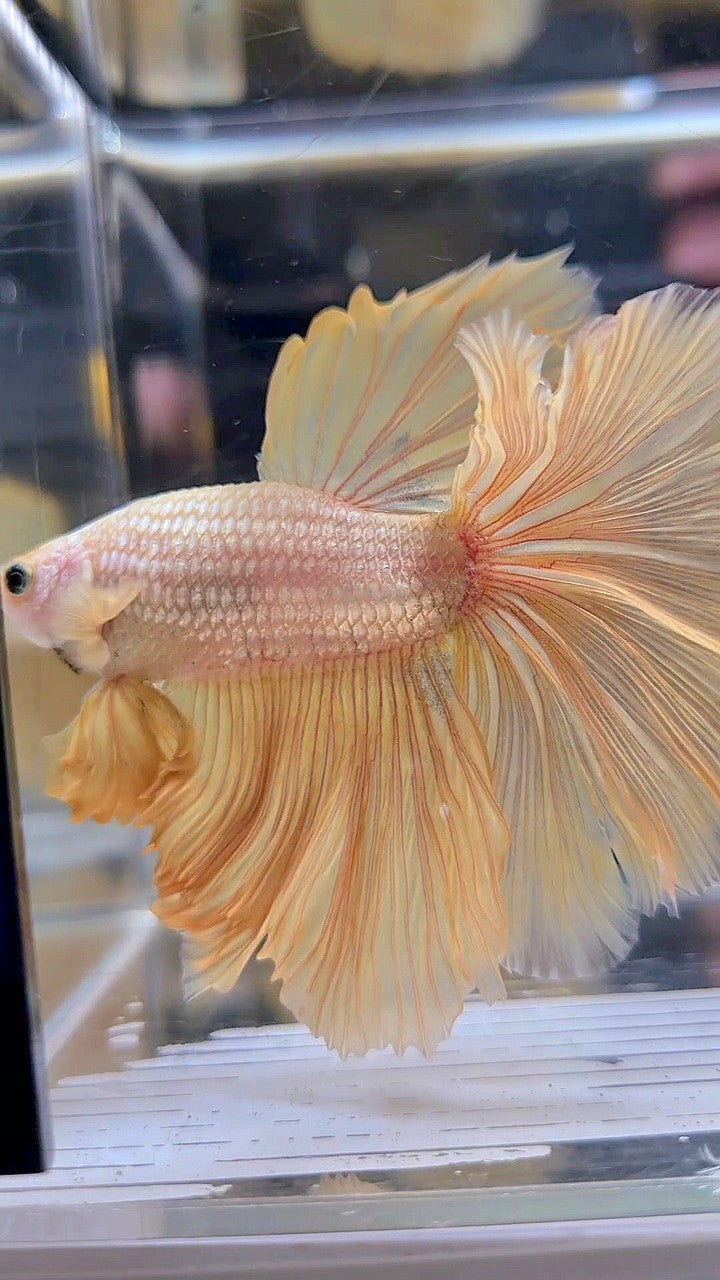 XL HALFMOON ROSETAIL GOLD DRAGON YELLOW BETTA FISH