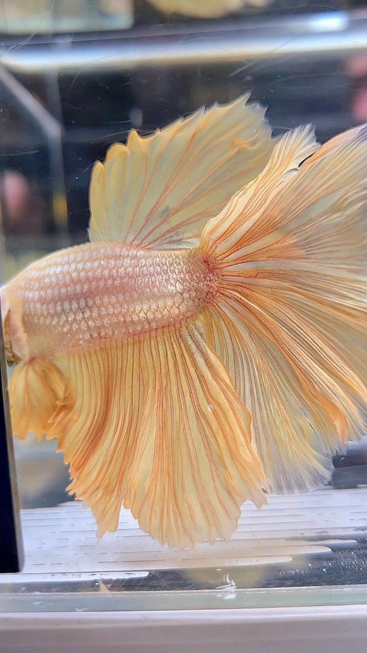 XL HALFMOON ROSETAIL GOLD DRAGON YELLOW BETTA FISH