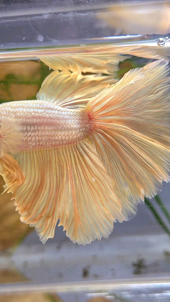 XL HALFMOON ROSETAIL GOLD DRAGON YELLOW BETTA FISH