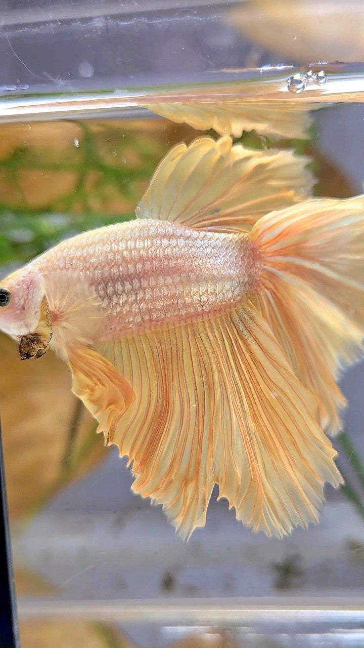 XL HALFMOON ROSETAIL GOLD DRAGON YELLOW BETTA FISH