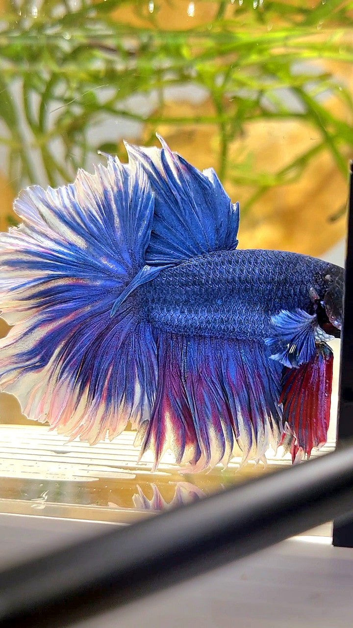 XL HALFMOON FEATHER TAIL BLUE BUTTERFLY BETTA FISH