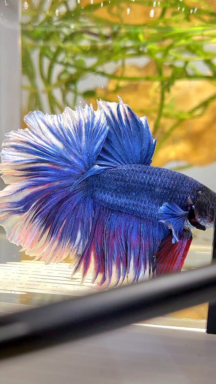 XL HALFMOON FEATHER TAIL BLUE BUTTERFLY BETTA FISH