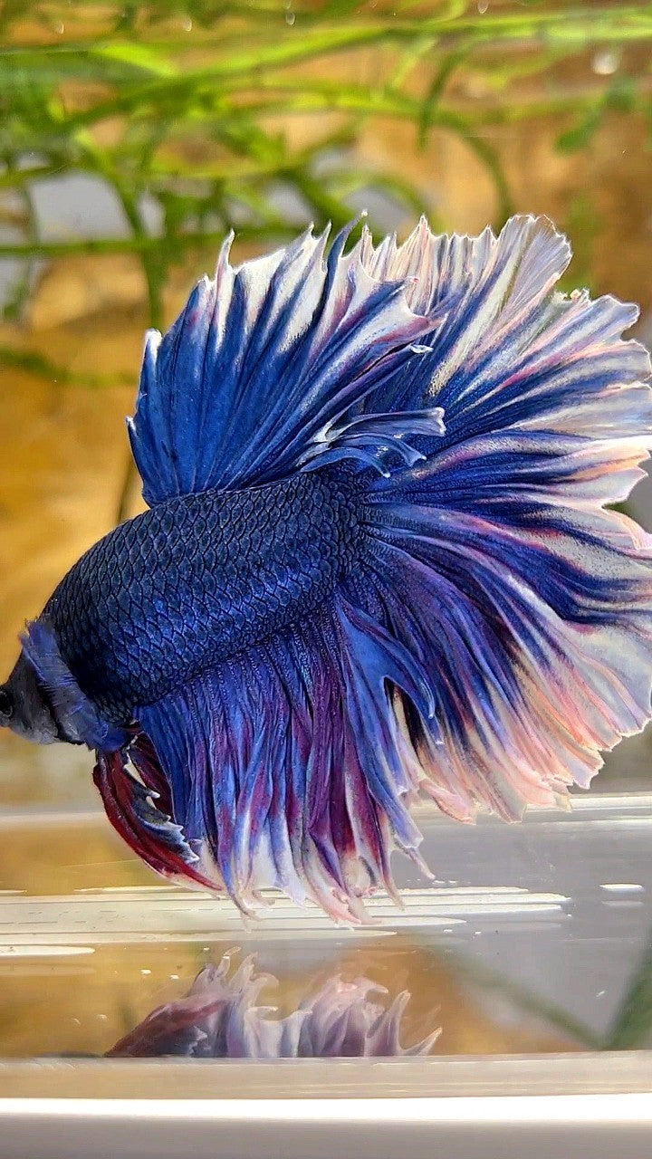 XL HALFMOON FEATHER TAIL BLUE BUTTERFLY BETTA FISH