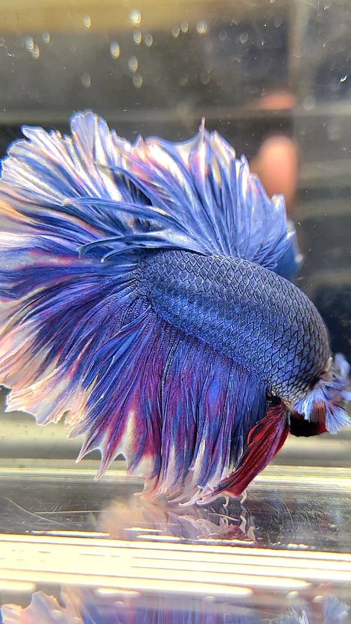 XL HALFMOON FEATHER TAIL BLUE BUTTERFLY BETTA FISH