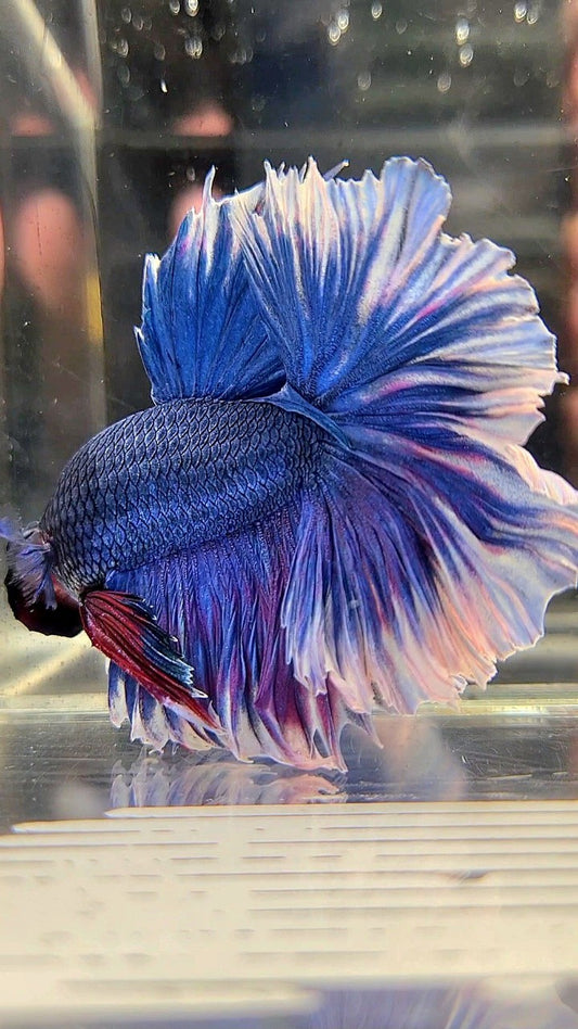 XL HALFMOON FEATHER TAIL BLUE BUTTERFLY BETTA FISH