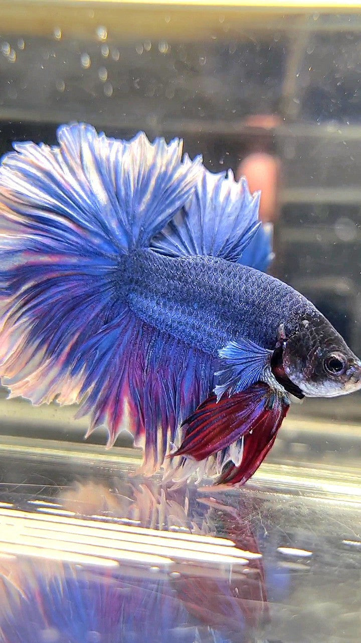 XL HALFMOON FEATHER TAIL BLUE BUTTERFLY BETTA FISH