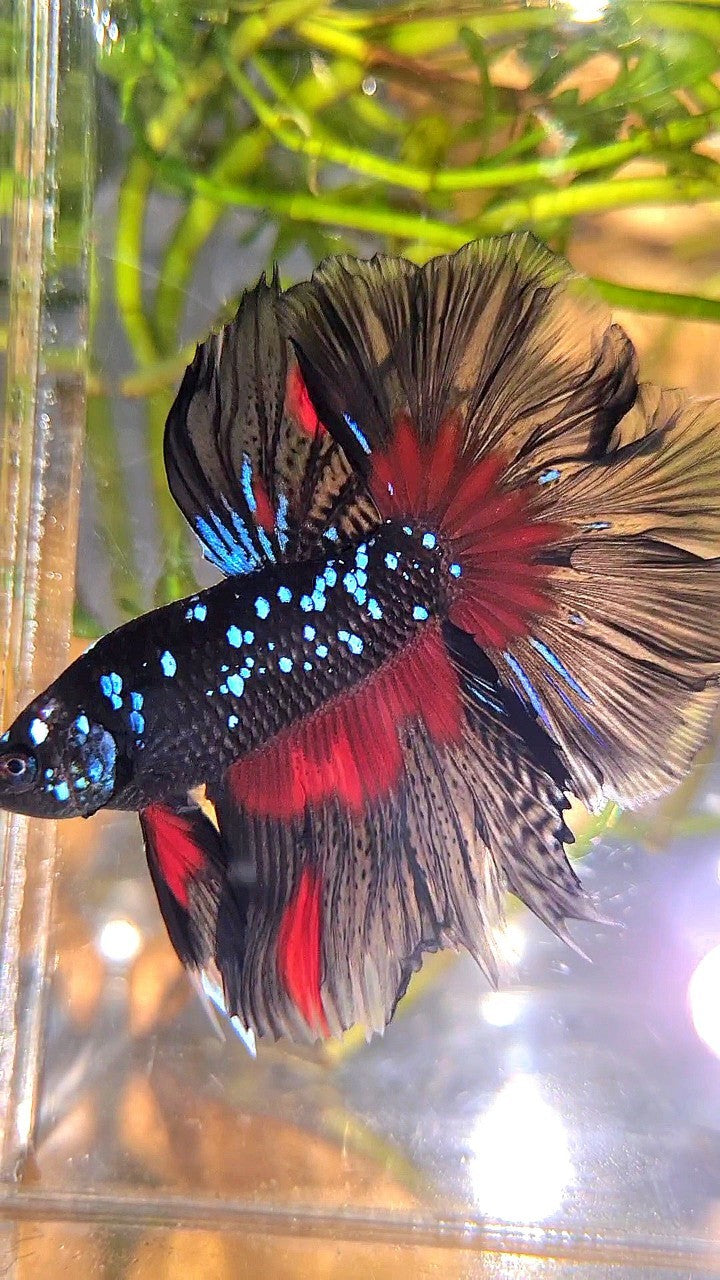 HALFMOON ROSETAIL BLACK GALAXY BLUE AVATAR RED PATTERN BETTA FISH