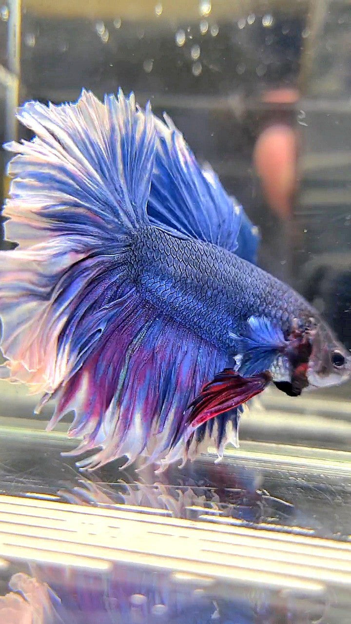 XL HALFMOON FEATHER TAIL BLUE BUTTERFLY BETTA FISH