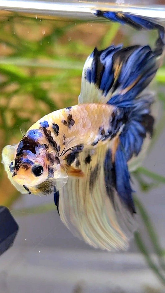 HALFMOON YELLOW KOI GALAXY MULTICOLOR BETTA FISH