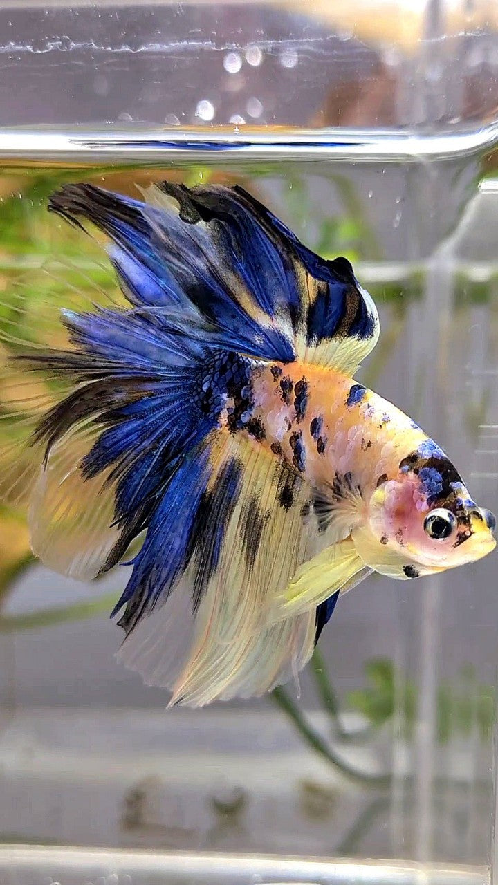 HALFMOON YELLOW KOI GALAXY MULTICOLOR BETTA FISH