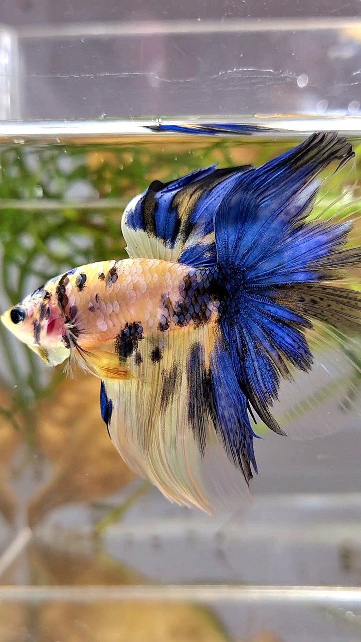 HALFMOON YELLOW KOI GALAXY MULTICOLOR BETTA FISH