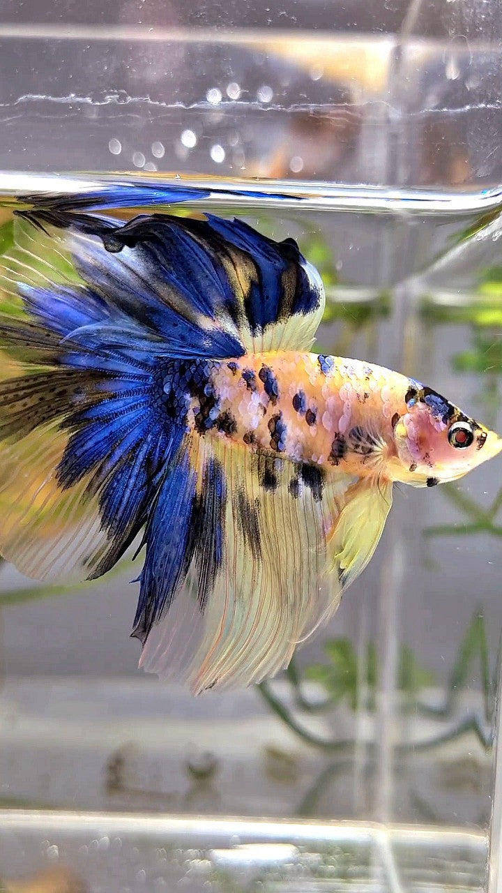 HALFMOON YELLOW KOI GALAXY MULTICOLOR BETTA FISH