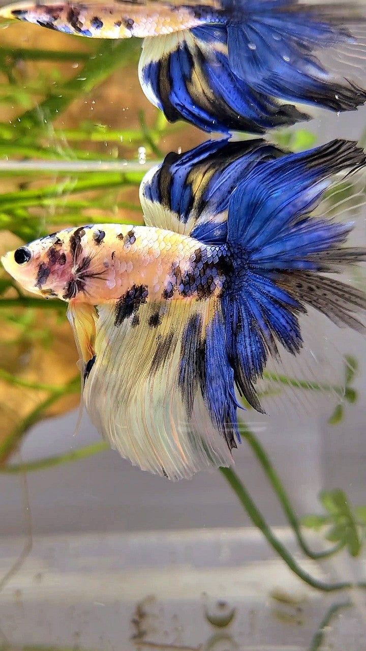 HALFMOON YELLOW KOI GALAXY MULTICOLOR BETTA FISH