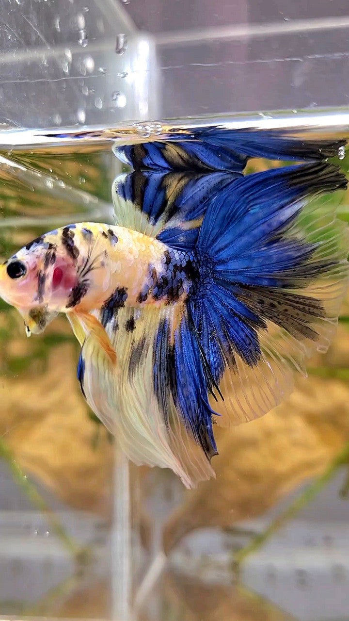 HALFMOON YELLOW KOI GALAXY MULTICOLOR BETTA FISH