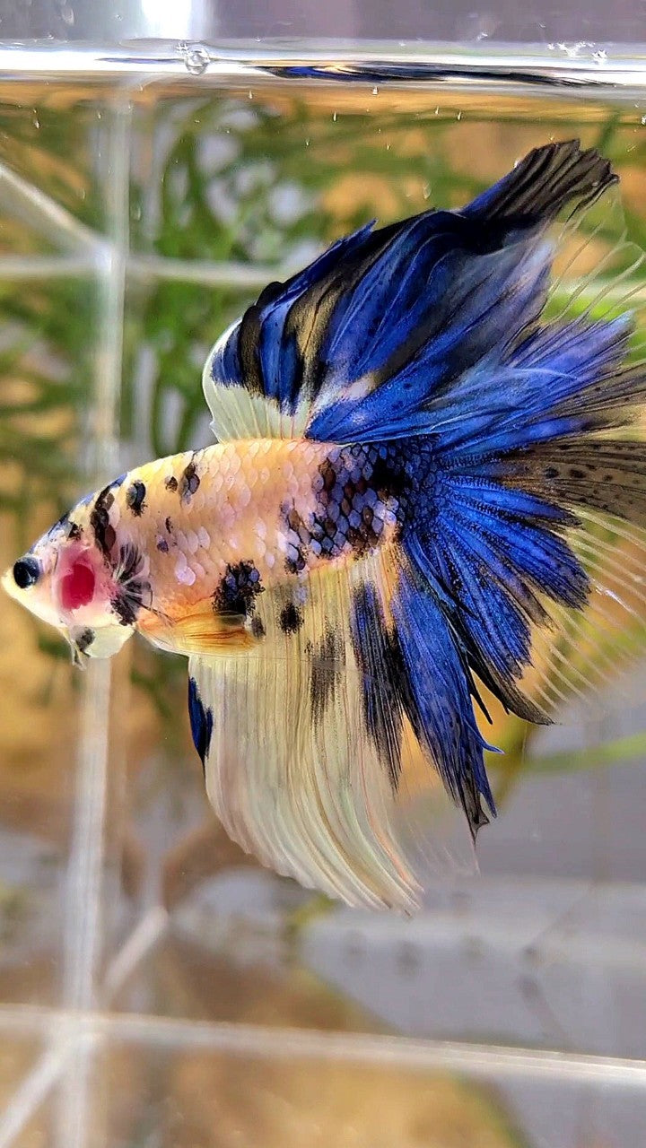 HALFMOON YELLOW KOI GALAXY MULTICOLOR BETTA FISH