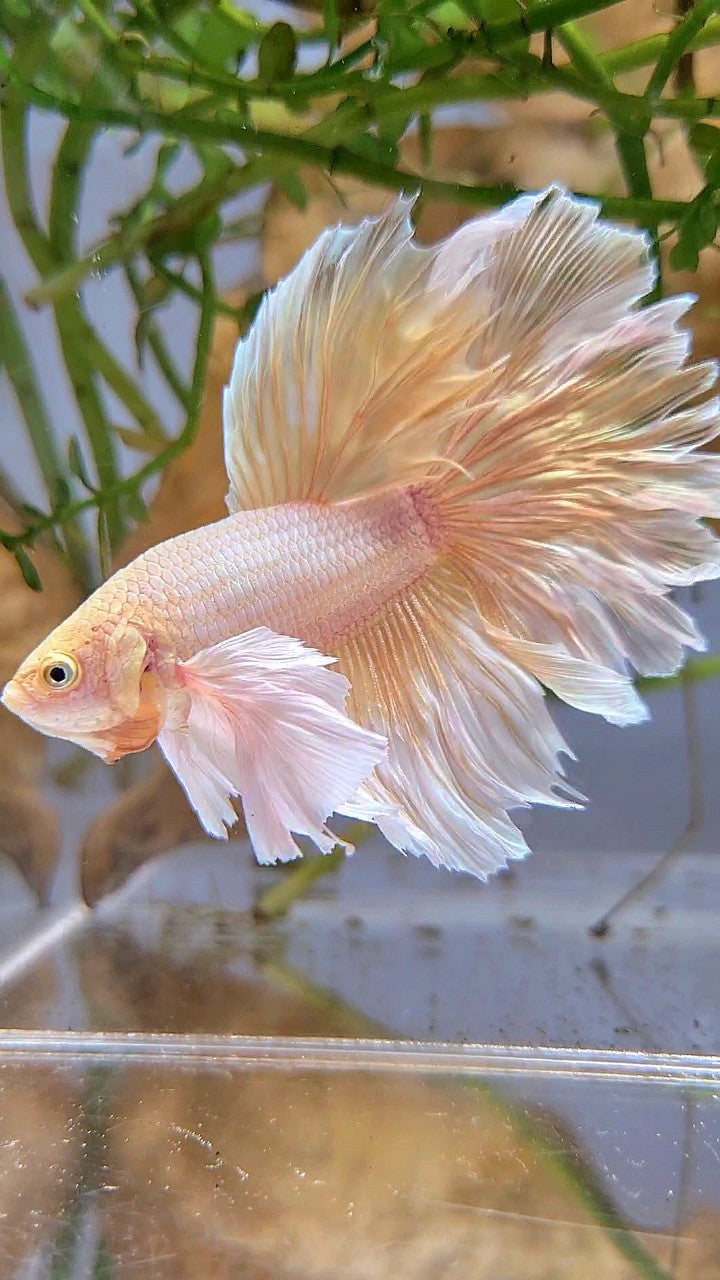 HALFMOON DUMBO EAR ROSETAIL SOFT GOLD BUTTERFLY BETTA FISH