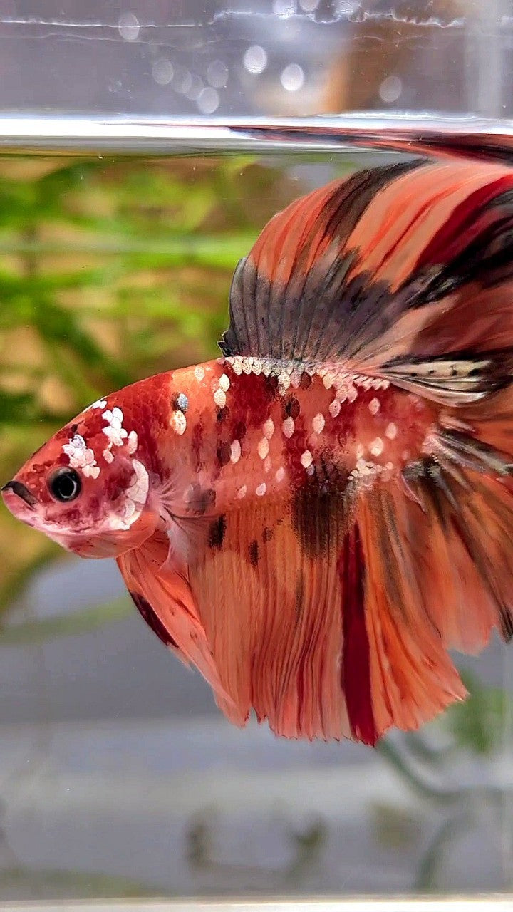 HALFMOON DOUBLE TAIL ORANGE GALAXY COPPER NEMO MULTICOLOR BETTA FISH