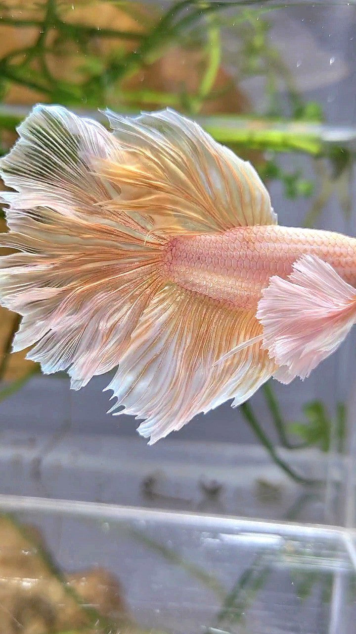 HALFMOON DUMBO EAR ROSETAIL SOFT GOLD BUTTERFLY BETTA FISH