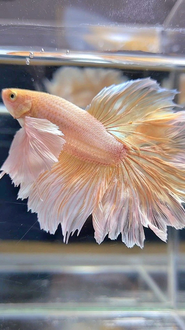 HALFMOON DUMBO EAR ROSETAIL SOFT GOLD BUTTERFLY BETTA FISH