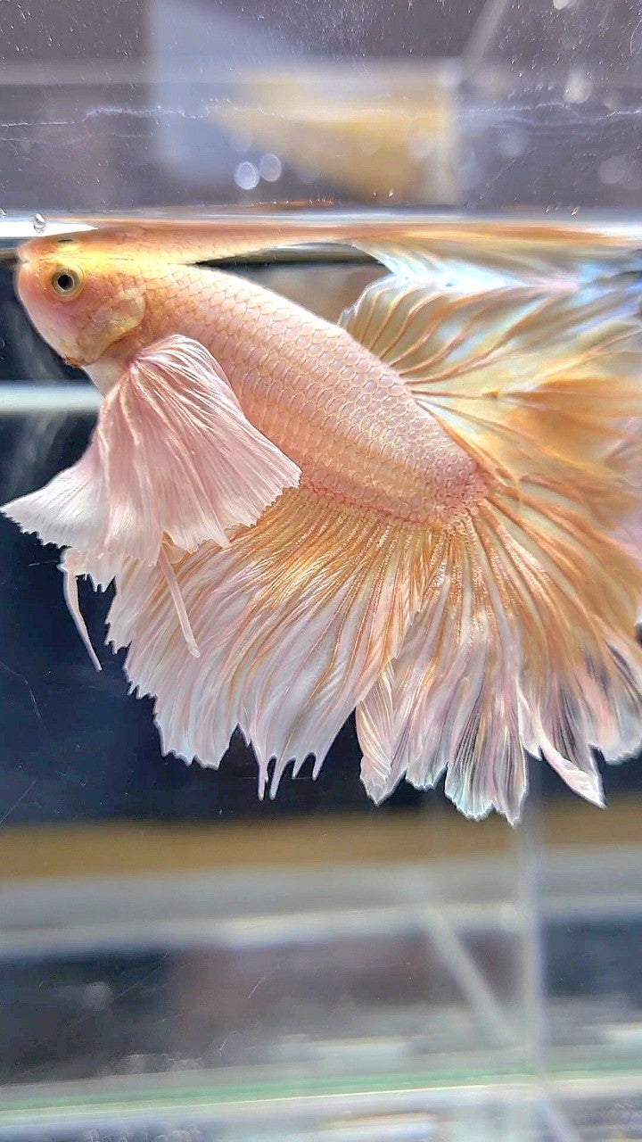 HALFMOON DUMBO EAR ROSETAIL SOFT GOLD BUTTERFLY BETTA FISH